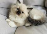 Ruby - Ragdoll Kitten For Sale - 