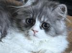 Baw - Persian Kitten For Sale - 