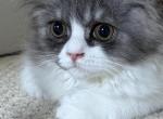 Baw - Persian Kitten For Sale - Williamstown&comma; NJ&comma; US