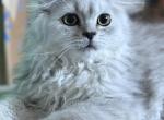 Zoke - Persian Kitten For Sale - Williamstown&comma; NJ&comma; US