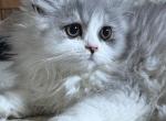 Lee - Persian Kitten For Sale - Philadelphia&comma; PA&comma; US