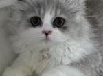 Lee - Persian Kitten For Sale - 
