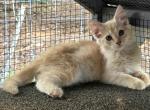 Sherbert - Minuet Kitten For Sale - 