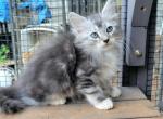 Twix - Minuet Kitten For Sale - 