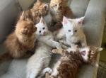 Polydactyl kittens - Maine Coon Kitten For Sale - Palmer&comma; MA&comma; US
