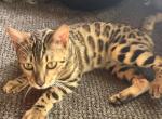 Lola - Bengal Cat For Adoption - Cookevl&comma; TN&comma; US