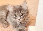 Kitty - Maine Coon Kitten For Adoption - Ridgefield&comma; WA&comma; US