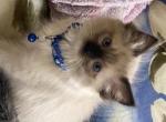 Blue - Ragdoll Kitten For Sale - New York&comma; NY&comma; US