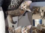3 kittens ready for there new homes - Bengal Kitten For Sale - MI&comma; US