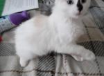 Yeti - Domestic Kitten For Sale - Forest Lake&comma; MN&comma; US