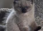 Baby male2 - Ragdoll Kitten For Sale - Syracuse&comma; NY&comma; US