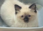 Baby F - Ragdoll Kitten For Sale - Syracuse&comma; NY&comma; US