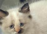 Baby female - Ragdoll Kitten For Sale - Syracuse&comma; NY&comma; US