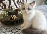 Bi Color Ragdoll - Ragdoll Kitten For Sale - 