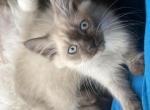 Cocoa - Himalayan Kitten For Sale - Annandale&comma; VA&comma; US