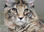 Florielle Forest Rich - Maine Coon Kitten For Sale - Manhattan&comma; NY&comma; US