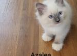 Azalea - Ragdoll Kitten For Sale - Clifton&comma; NJ&comma; US
