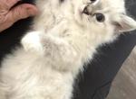 Male Ragdoll Kitten - Ragdoll Kitten For Sale - 