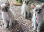 TICA CFF registered Balinese kittens - Balinese Kitten For Sale - 
