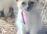 Balinese Girl Fuchsia collar blue point - Balinese Kitten For Sale - Wayland&comma; MA&comma; US