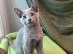 Tig - Russian Blue Kitten For Sale - Phoenix&comma; AZ&comma; US