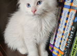 White maine coons - Maine Coon Kitten For Sale - Monroe&comma; OH&comma; US
