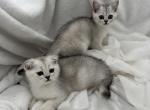 Martin - Scottish Fold Kitten For Sale - Phoenix&comma; AZ&comma; US