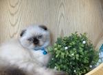 Portland Archie Scottish Fold Kitten - Scottish Fold Kitten For Sale - Portland&comma; OR&comma; US