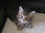 Smokey Girl  Two 26 toes - Maine Coon Kitten For Sale - Mundelein&comma; IL&comma; US