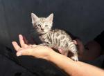 Bolt - Bengal Kitten For Sale - Lynwood&comma; CA&comma; US