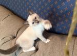 Nolan - Siamese Kitten For Sale - Evansville&comma; WI&comma; US