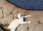 Nolan - Siamese Kitten For Sale - Evansville&comma; WI&comma; US