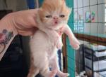 Cfa persian kittens calicos tortie red - Persian Kitten For Sale - Woodburn&comma; IN&comma; US