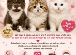 British - British Shorthair Kitten For Sale - Falcon&comma; CO&comma; US