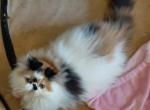 Lucille - Persian Kitten For Sale - 
