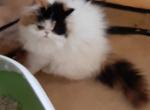 Bella - Persian Kitten For Sale - 