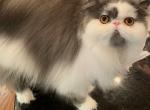 Luna - Persian Cat For Sale/Retired Breeding - 