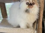 Persian female - Persian Kitten For Sale - 