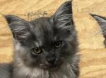 Maincoon - Maine Coon Kitten For Sale - MA&comma; US