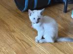 Lilac Tortie Siamese - Siamese Kitten For Sale - Youngstown&comma; OH&comma; US