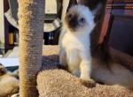 Siamese Female - Siamese Kitten For Sale - Willington&comma; CT&comma; US