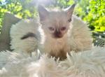 Six loving kittens available for adoption - Domestic Kitten For Sale - Aurora&comma; IL&comma; US