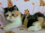 Calico ESH Girl - Exotic Kitten For Sale - 
