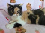 Doll Face Calico ESH - Exotic Kitten For Sale - Oklahoma City&comma; OK&comma; US