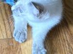 Beautiful Lilac Tortie Siamese - Siamese Kitten For Sale - 