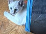 Beautiful Lilac Tortie Siamese - Siamese Kitten For Sale - Youngstown&comma; OH&comma; US