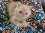 Red ESH Boy - Exotic Kitten For Sale - Oklahoma City&comma; OK&comma; US