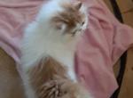 Rocky - Persian Kitten For Sale - FL&comma; US