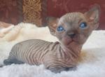 Timmy - Sphynx Kitten For Sale - Lockport&comma; NY&comma; US