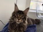 Benny - Maine Coon Kitten For Sale - Jacksonville&comma; FL&comma; US